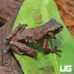 Buckley's Slender-Legged Tree Frog (Osteocephalus buckleyi) for sale - Underground Reptiles