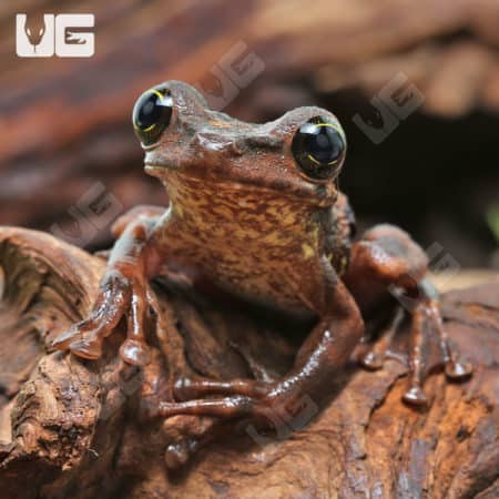 Buckley's Slender-Legged Tree Frog (Osteocephalus buckleyi) for sale - Underground Reptiles