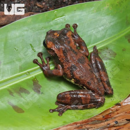Buckley's Slender-Legged Tree Frog (Osteocephalus buckleyi) for sale - Underground Reptiles