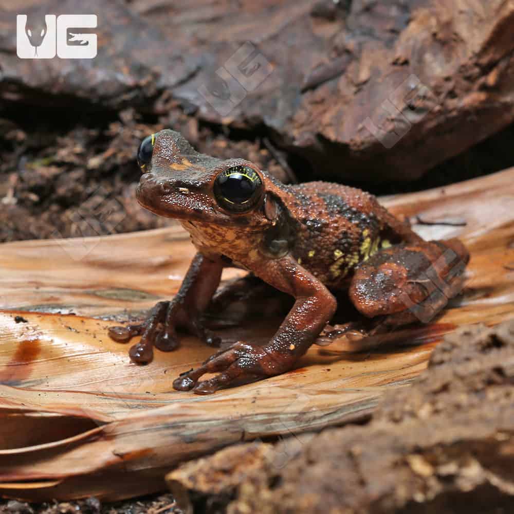 Buckley's Slender-Legged Tree Frog (Osteocephalus buckleyi) for sale - Underground Reptiles