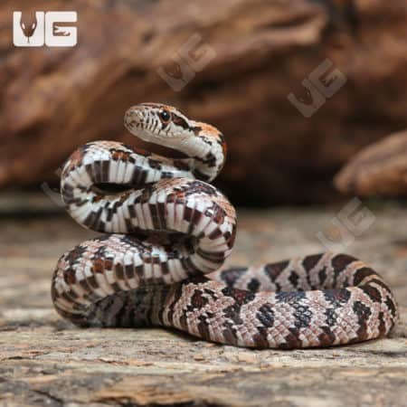 C.B. Baby Classic Cornsnake (Pantherophis guttatus) for sale
