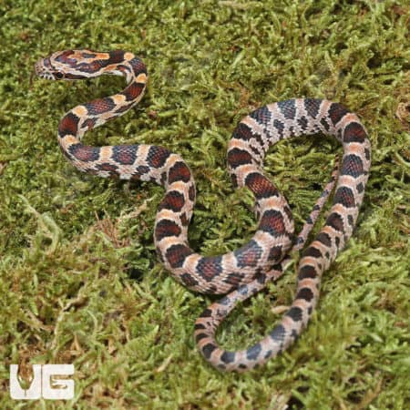 C.B. Baby Classic Cornsnake (Pantherophis guttatus) for sale