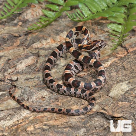 C.B. Baby Classic Cornsnake (Pantherophis guttatus) for sale