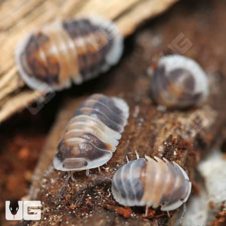 Capuchino Isopods
