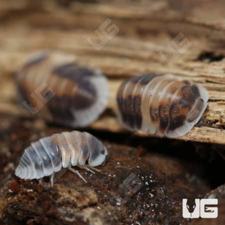Capuchino Isopods