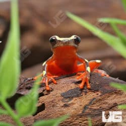 Clown Tree Frogs (Hyla leucophyllata) for sale
