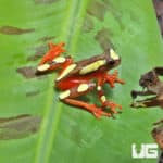Clown Tree Frogs (Hyla leucophyllata) for sale