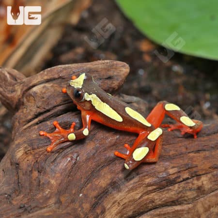 Clown Tree Frogs (Hyla leucophyllata) for sale