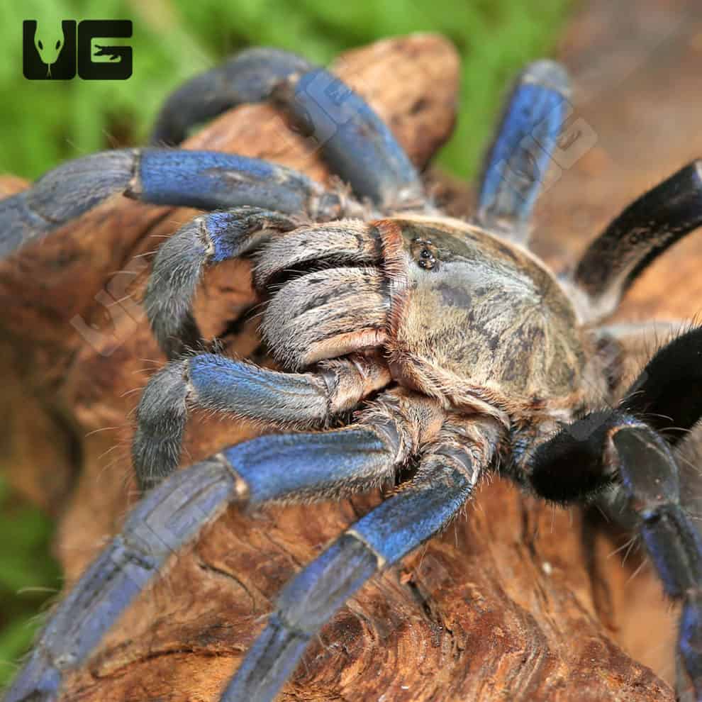 Cobalt Blue Tarantulas For Sale Underground Reptiles   Ug Cobalt Blue Tarantula 3 4 1 990x990 