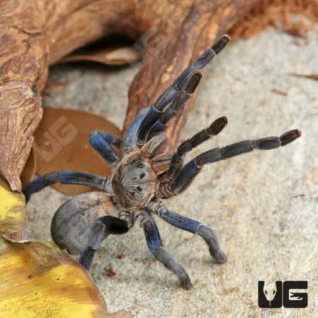 Cobalt Blue Tarantula (3-4'') in natural enclosure.