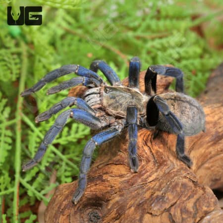 Close-up of a Cobalt Blue Tarantula on wood, showcasing vibrant blue legs.