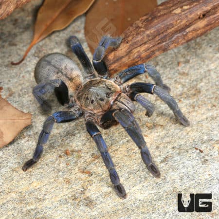 Bright blue and black cobalt tarantula on ground with leaf litter.