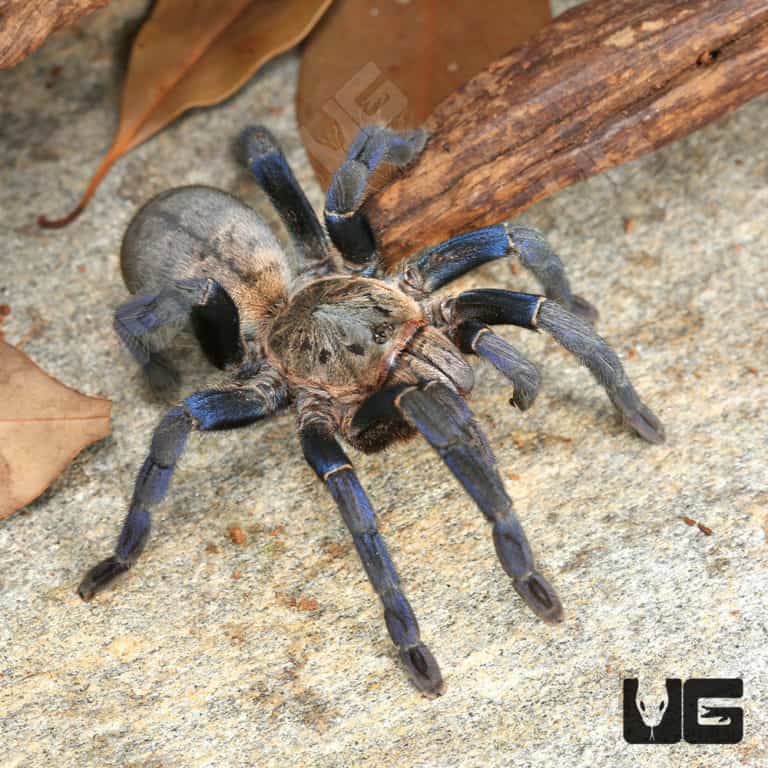 Cobalt Blue Tarantulas For Sale Underground Reptiles   Ug Cobalt Blue Tarantula 3 4 4 768x768 