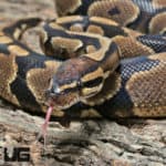 Adult Male Dinker Ball Python #J70 (Python regius) For Sale - Underground Reptiles