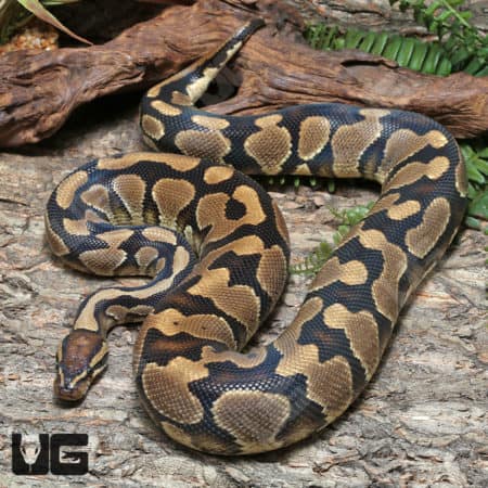 Adult Male Dinker Ball Python #J70 (Python regius) For Sale - Underground Reptiles