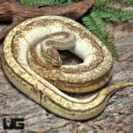 Adult Male Enchi OD Redstripe Pinstripe YB Ball Python #J69 (Python regius) For Sale - Underground Reptiles