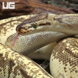 Adult Male Enchi OD Redstripe Pinstripe YB Ball Python #J69 (Python regius) For Sale - Underground Reptiles