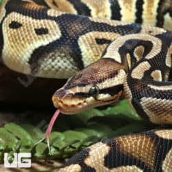 Yearling Female Enchi Het Clown Bll Python (Python regius) For Sale - Underground Reptiles
