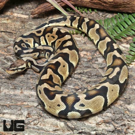 Yearling Female Enchi Het Clown Bll Python (Python regius) For Sale - Underground Reptiles
