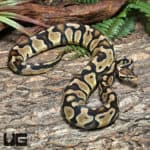 Yearling Female Enchi Het Clown Bll Python (Python regius) For Sale - Underground Reptiles