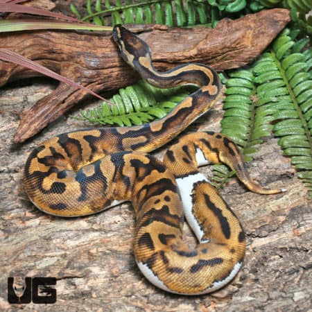 Yearling Female Enchi Leopard Pied 50% Het Hypo Ball Python #J17 (Python regius) For Sale - Underground Reptiles