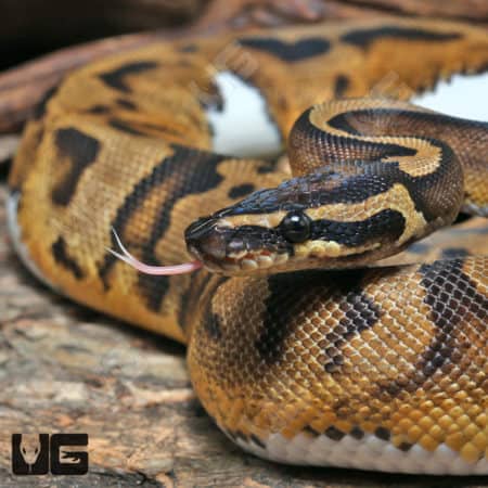 Yearling Female Enchi Leopard Pied 50% Het Hypo Ball Python #J17 (Python regius) For Sale - Underground Reptiles