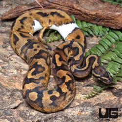 Yearling Female Enchi Leopard Pied 50% Het Hypo Ball Python #J17 (Python regius) For Sale - Underground Reptiles