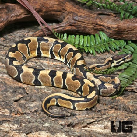 Yearling Female Enchi Het Clown Het Pied Ball Python #J20 (Python regius) For Sale - Underground Reptiles