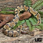 Yearling Female Enchi Het Clown Het Pied Ball Python #J20 (Python regius) For Sale - Underground Reptiles