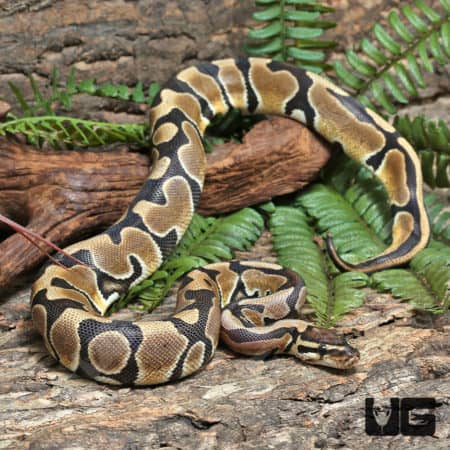 Yearling Female Enchi Het Clown Het Pied Ball Python #J20 (Python regius) For Sale - Underground Reptiles