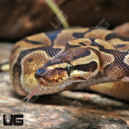 Yearling Female Enchi OD Het Pied 50% Het Hypo #J1 Ball Python (Python regius) For Sale - Underground Reptiles