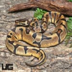 Yearling Female Enchi OD Het Pied 50% Het Hypo #J1 Ball Python (Python regius) For Sale - Underground Reptiles