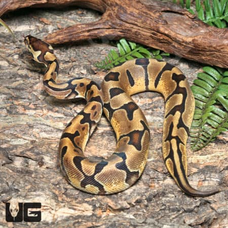 Yearling Female Enchi OD Het Pied 50% Het Hypo #J1 Ball Python (Python regius) For Sale - Underground Reptiles