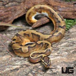 Yearling Female Enchi OD Pied 50% Het Hypo Ball Python #J2 (Python regius) For Sale - Underground Reptiles