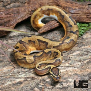 Ball Pythons For Sale - Underground Reptiles