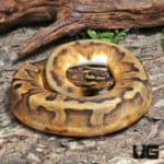 Yearling Female Enchi OD Pied 50% Het Hypo Ball Python #J2 (Python regius) For Sale - Underground Reptiles