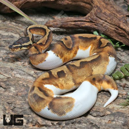 Yearling Female Enchi OD Pied Pos 50% Het Hypo Ball Python #J3 (Python regius) For Sale - Underground Reptiles