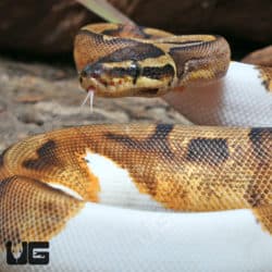 Yearling Female Enchi OD Pied Pos 50% Het Hypo Ball Python #J3 (Python regius) For Sale - Underground Reptiles