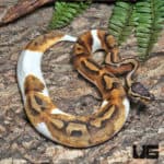 Yearling Female Enchi OD Pied Pos 50% Het Hypo Ball Python #J3 (Python regius) For Sale - Underground Reptiles