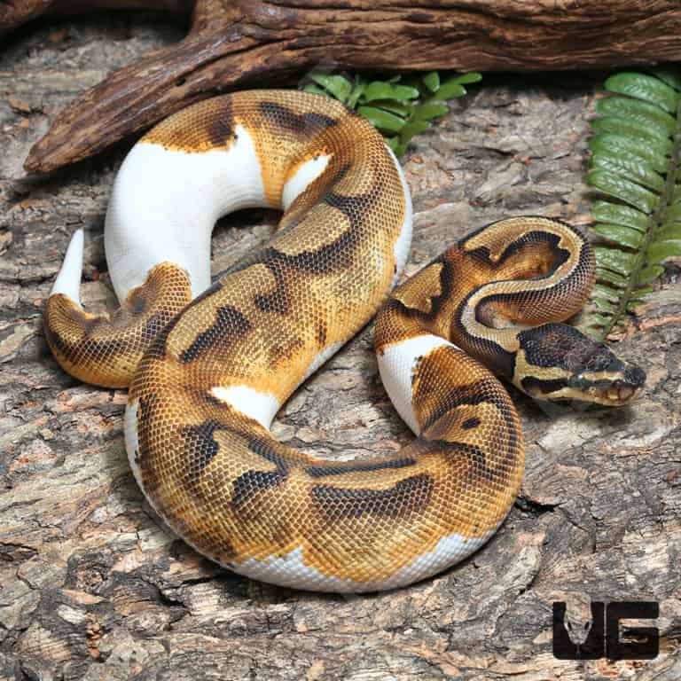 2018 Lavender Albino Spider Ball Python For Sale - Underground Reptiles