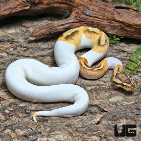 Yearling Female Enchi OD Fire Pied 50% Het Hypo Ball Python #J4 (Python regius) For Sale - Underground Reptiles