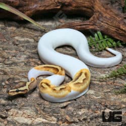 Yearling Female Enchi OD Fire Pied 50% Het Hypo Ball Python #J4 (Python regius) For Sale - Underground Reptiles