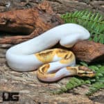 Yearling Female Enchi OD Fire Pied 50% Het Hypo Ball Python #J4 (Python regius) For Sale - Underground Reptiles