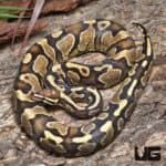 Adult Female Gravel Ball Python (Python regius) For Sale - Underground Reptiles