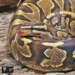 Adult Female Gravel Ball Python (Python regius) For Sale - Underground Reptiles