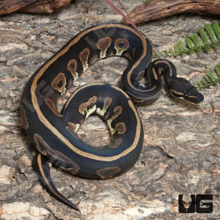 Yearling Female Leopard Blackhead Het Lavender Albino Ball Python #J31 (Python regius) For Sale - Underground Reptiles