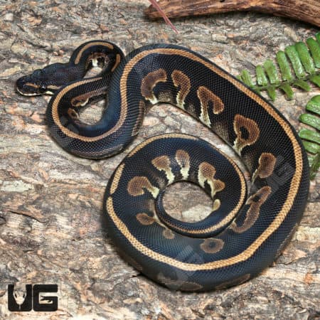 Yearling Female Leopard Blackhead Het Lavender Albino Ball Python #J31 (Python regius) For Sale - Underground Reptiles