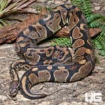 Adult Female Microscale Ball Python (Python regius) For Sale - Underground Reptiles