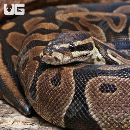 Adult Female Microscale Ball Python (Python regius) For Sale - Underground Reptiles