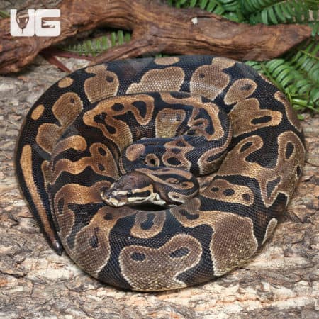 Adult Female Microscale Ball Python (Python regius) For Sale - Underground Reptiles